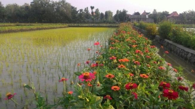 Kementan mendorong pengembangan budi daya tanaman sehat. (Dok: Kementan)