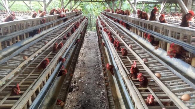 Sentra produsen ayam petelur terbesar di Jawa Timur, yakni Kabupaten Blitar. (Dok: Kementan)