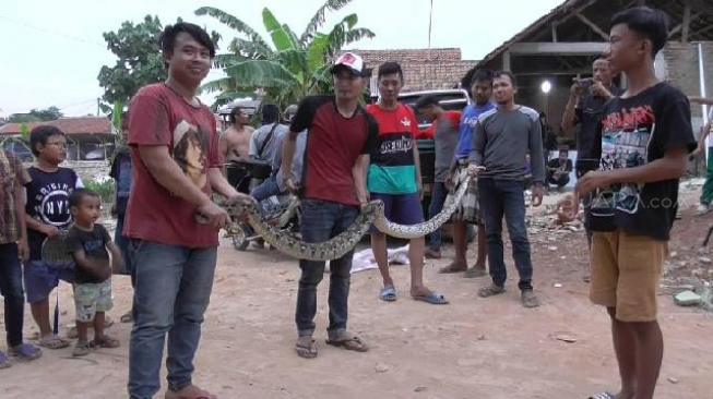 Hujan Deras, Ular Piton Berkeliaran di Permukiman Warga