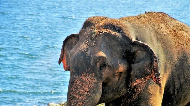 Gajah Liar Asal TNWK Mengamuk, Satu Petani Jagung di Lampung Diinjak Gajah Sampai Patah Tulang