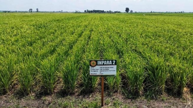 Panen Jagung di Lamongan, Pemerintah Tak Perlu Impor