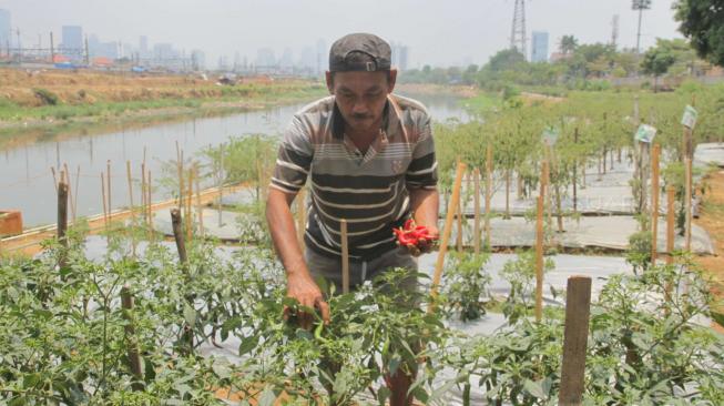 Harga Cabai, dan Mecin Bikin Inflasi Oktober 0,17 Persen