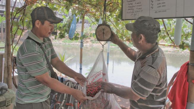 Petani saat menimbang cabai siap jual di Petamburan, Tanah Abang, Jakarta Pusat, Senin (15/10). Suara.com/Fakhri Hermansyah)