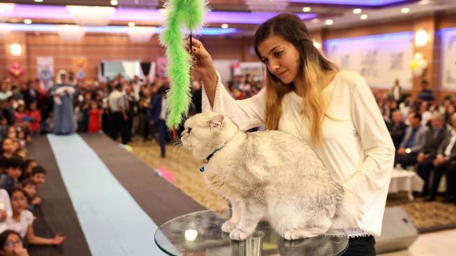 Seorang wanita berinteraksi ke kucing peliharanya saat mengikuti kontes kecantikan kucing internasional ke-3 di Ankara, Turki, Jumat (14/10). [AFP/ADEM ALTAN]