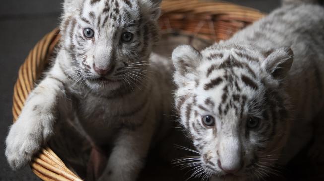 Bayi harimau benggala putih saat diperkenalkan ke publik di Yunnan Wildlife Zoo, Kunming, Cina, Jumat (12/10). [AFP/FRED DUFOUR]