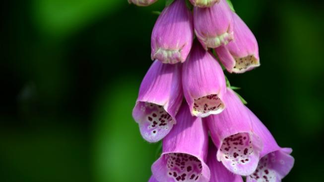 Ngeri, Berikut Lima Tanaman Cantik Namun Mengancam Kesehatan