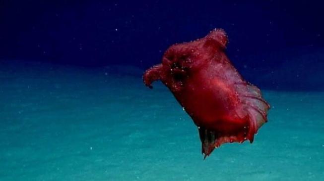 Seperti Ayam Tanpa Tubuh, Hewan Aneh Ini Hidup di Laut Dalam