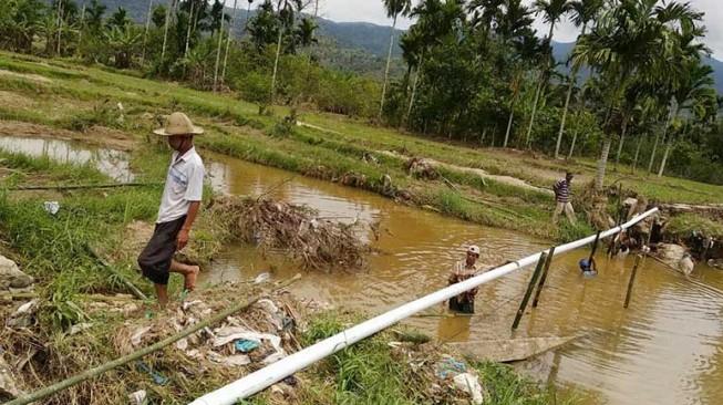 Hektare Lahan Pertanian Gagal Panen Akibat Banjir Pasaman