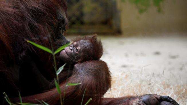 Theodora salah satu induk orangutan saat menggendong anaknya yang baru lahir di kebun binatang Jardin des Plantes di Paris, Prancis, (24/10). (AFP/Eric Feferberg)