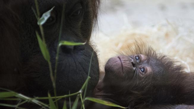 Theodora salah satu induk orangutan saat menggendong anaknya yang baru lahir di kebun binatang Jardin des Plantes di Paris, Prancis, (24/10). (AFP/Eric Feferberg)