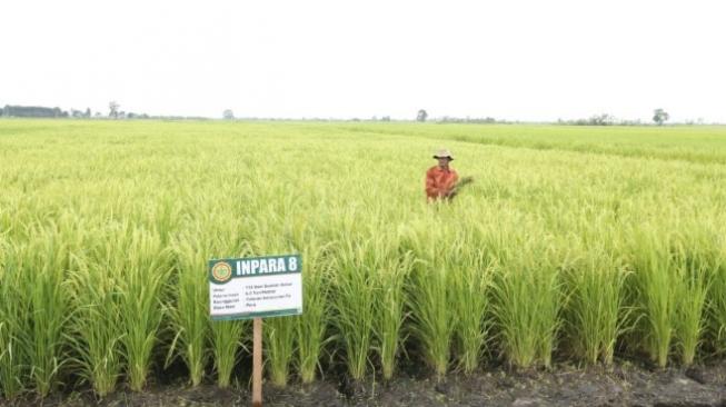 Kementan: Kebijakan yang Tepat Bisa Hasilkan Kesejahteraan Petani