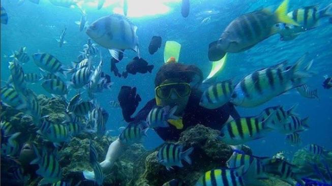 Pemandangan bawah laut Pulau Iboih, Sabang. (Suara.com/Silfa Humairah)