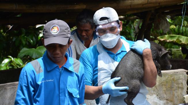 In order to prevent an outbreak of African swine flu from entering Indonesia, the government has organized training in the investigation of epidemics. (FAO Doc / Ministry of Agriculture)