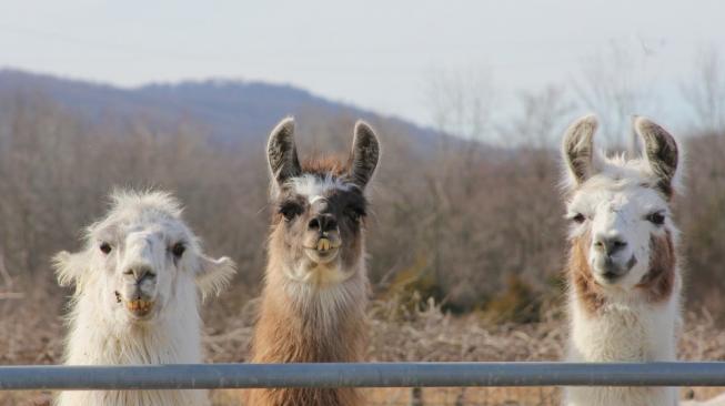Ilmuwan teliti darah llama untuk obat flu baru. (Shutterstock)