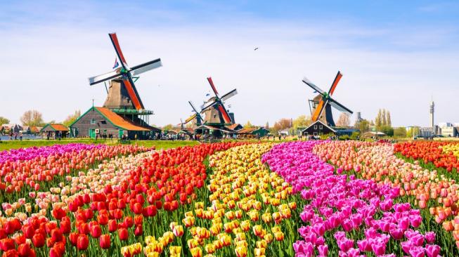 Bukan Belanda Ini Lho Negara Asal Bunga Tulip