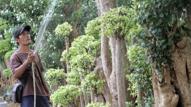 Petani tanaman hias saat melakukan perawatan pohon Bonsai Anting Putri di Pondok Bambu, Jakarta Timur, Senin (12/11). ( Suara.com/Fakhri Hermansyah)