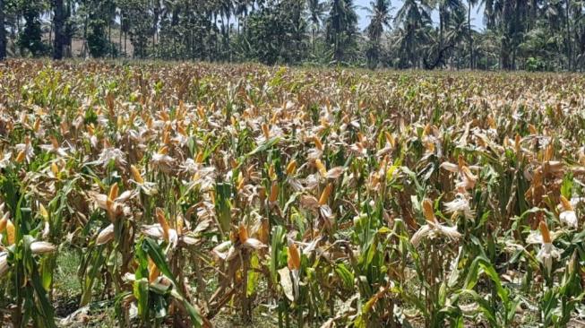 Kementan Saksikan Safari Panen Raya di Sentra-sentra Jagung