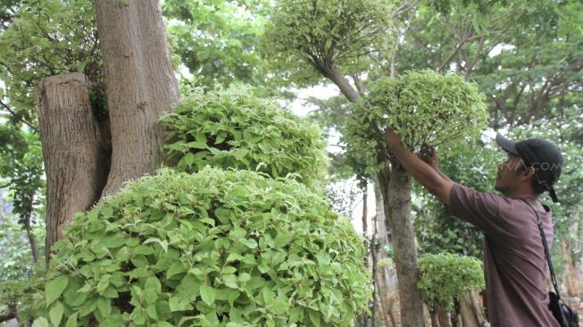 Petani tanaman hias saat melakukan perawatan pohon  Bonsai Anting Putri di Pondok Bambu, Jakarta Timur, Senin (12/11). ( Suara.com/Fakhri Hermansyah)