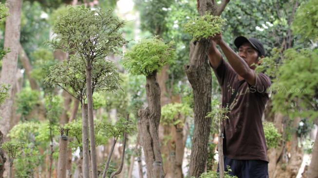 Petani tanaman hias saat melakukan perawatan pohon Bonsai Anting Putri di Pondok Bambu, Jakarta Timur, Senin (12/11). ( Suara.com/Fakhri Hermansyah)