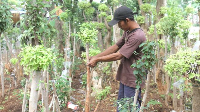 Petani tanaman hias saat melakukan perawatan pohon Bonsai Anting Putri di Pondok Bambu, Jakarta Timur, Senin (12/11). ( Suara.com/Fakhri Hermansyah)