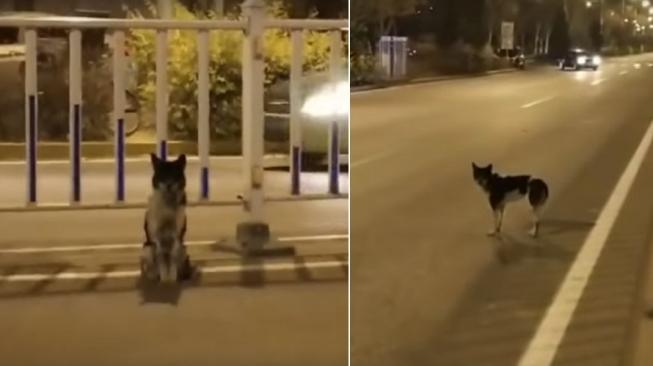 Anjing Ini Siang Malam Tunggu Kepulangan Tuannya yang Sudah Wafat