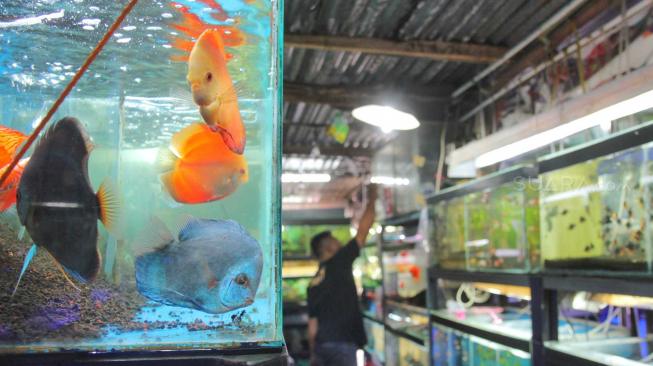 Penjual Ikan Hias Dibegal Komplotan Remaja di Kranji Bekasi