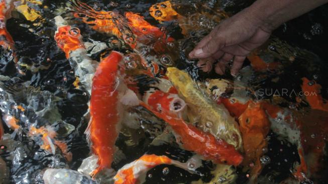 Suasana Peternakan Ikan hias di kolam Pusat Promosi Ikan Hias di Jalan Sumenep, Jakarta Pusat, Kamis (15/11). (Suara.com/Fakhri Hermansyah)