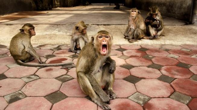 86 Gambar Virus Cacar Monyet Terbaik