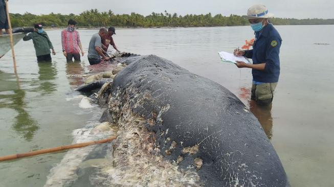 Miris, Paus yang Mati di Wakatobi Tercemar 5 Kg Plastik