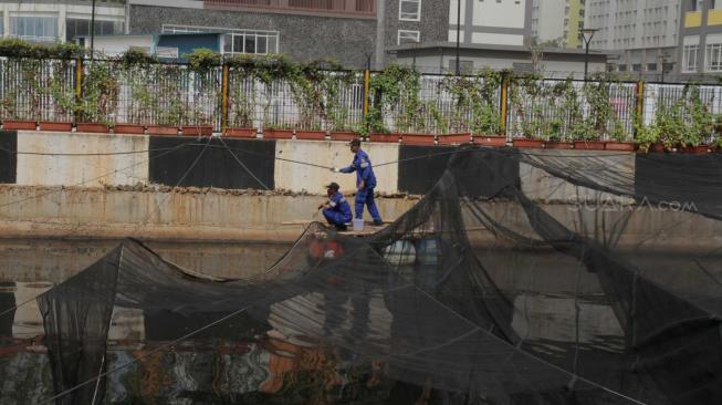 Petugas Dinas Sumber Daya Air (SDA) Pemprov DKI Jakarta melepas kain waring atau jaring yang menutupi Kali Item di Kemayoran, Jakarta Pusat, Rabu (21/11).
(Suara.com/Fakhri Hermansyah)