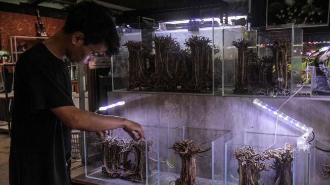 Pengrajin menyelesaikan proses pembuatan Pohon Kasamal untuk Aquarium Landscape di Lenteng Agung, Jakarta Selatan, Minggu (25/11).(Suara.com/Fakhri Hermansyah)