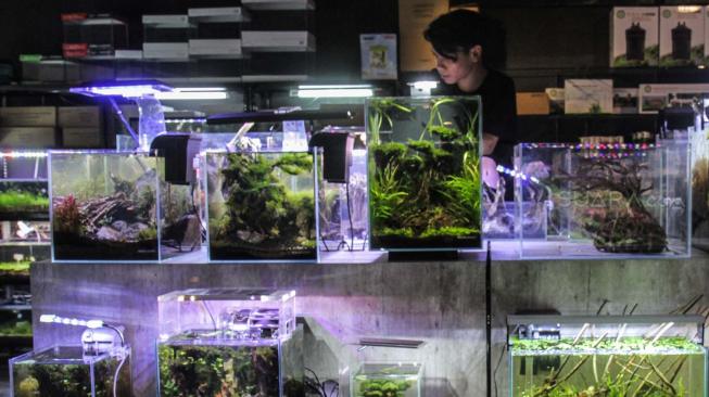 Pengrajin membersihkan  Aquarium Landscape atau Aquascape di Lenteng Agung, Jakarta Selatan, Minggu (25/11). (Suara.com/Fakhri Hermansyah)