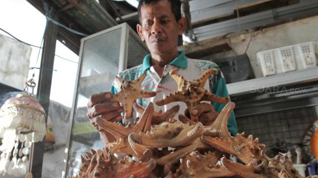 Pengrajin merapikan Bintang laut untuk pembuatan Cindera mata laut di salah satu Industri rumahan di Bekasi, Jawa Barat, Selasa (27/11). (Suara.com/Fakhri Hermansyah)