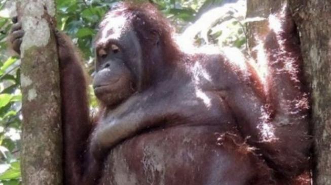 Kisah Pony, Orangutan Dirantai di Ranjang Dijadikan Pelacur