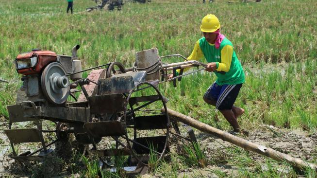 Kementan Komitmen Bayar Utang Pupuk Bersubsidi