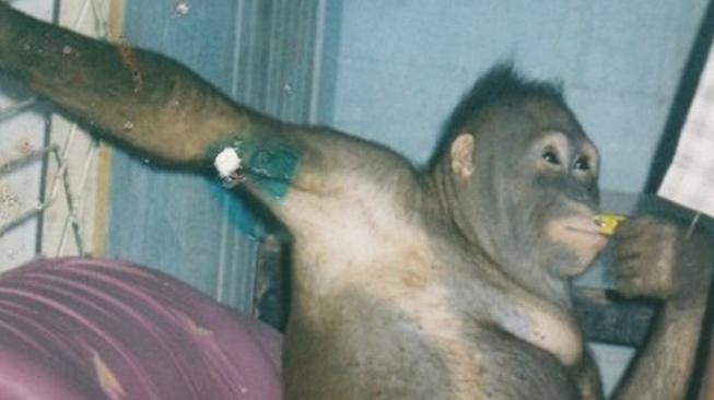 Kisah Orangutan di Kalimantan Dijadikan Pelacur untuk Manusia