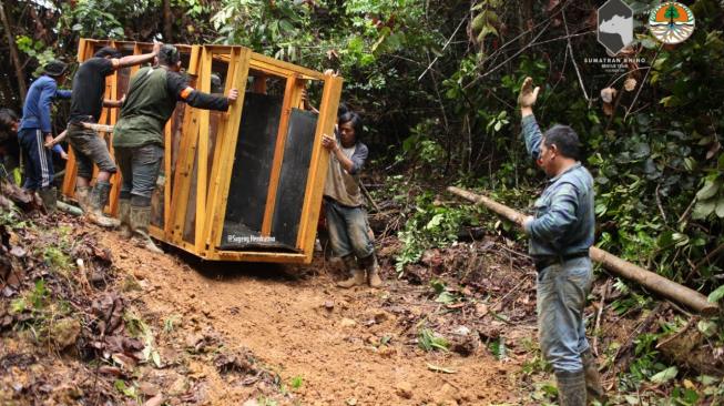 Operasi penyelamatan seekor ekor Badak Sumatera (Dicerorhinus sumatrensis) betina. (Dok: KLHK)