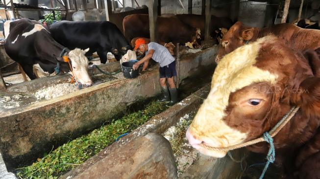 Warga menaruh ampas tahu sebagai pakan sapi di Jakarta Selatan, Senin (3/12).[Suara.com/Muhaimin A Untung]