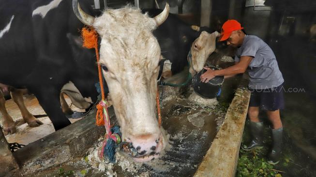 Warga menaruh ampas tahu sebagai pakan sapi di Jakarta Selatan, Senin (3/12).[Suara.com/Muhaimin A Untung]