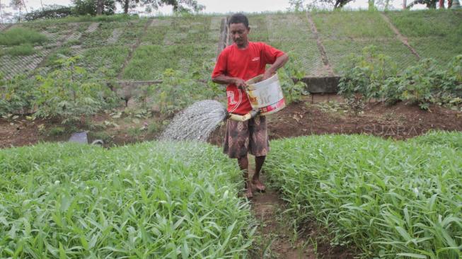 Sejumlah warga bercocok tanam di Kanal Banjir Timur daerah Pondok Kopi, Jakarta Timur, Selasa (4/12). (Suara.com/Fakhri Hermansyah)