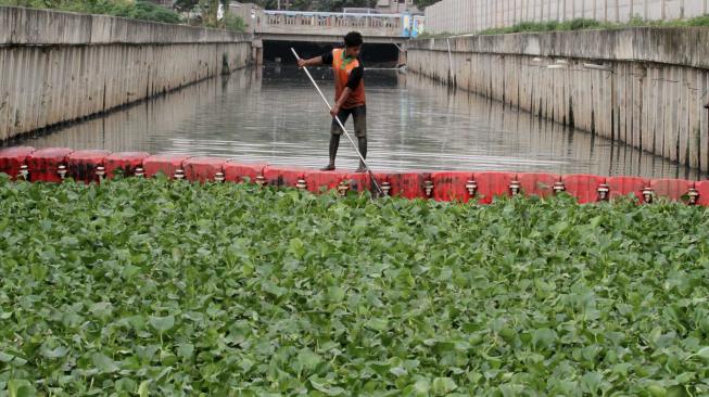 Petugas UPK Badan Air menanam eceng gondok di aliran sungai Inlet 3 kawasan Tanjung Priok, Jakarta Utara, Kamis (6/12).  [Suara.com/Fakhri Hermansyah]