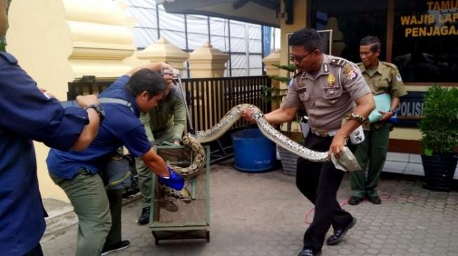 Bersarang di Atap Rumah, Ular Piton 3 Meter Gegerkan Warga Cilegon