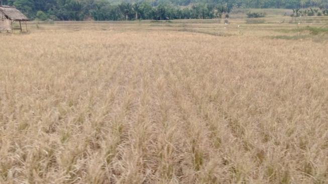 Sawah di Karawang, Jawa Barat. (Dok: Kementan)