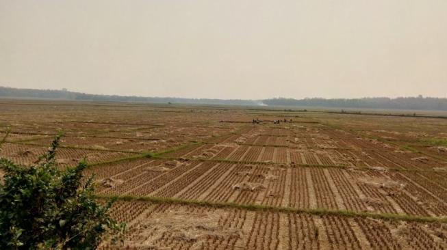 Kado Akhir Tahun, 20 Ribu Ha Sawah Petani di Karawang Diasuransikan