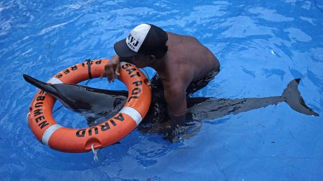 Seekor lumba-lumba moncong panjang (Delphinus capensis), mendapatkan perawatan dari nelayan, usai ditemukan terdampar di Pantai Bopong, Desa Surorejan, Puring, Kebumen, Jawa Tengah, Selasa (11/12). [ANTARA FOTO/Idhad Zakaria]