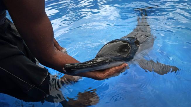 Seekor lumba-lumba moncong panjang (Delphinus capensis), mendapatkan perawatan dari nelayan, usai ditemukan terdampar di Pantai Bopong, Desa Surorejan, Puring, Kebumen, Jawa Tengah, Selasa (11/12). [ANTARA FOTO/Idhad Zakaria]