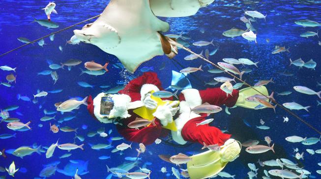 Penyelam berkostum Sinterklas berenang dengan ikan di Sunshine Aquarium di Tokyo, Jepang, Jumat (14/12). [Kazuhiro NOGI / AFP]