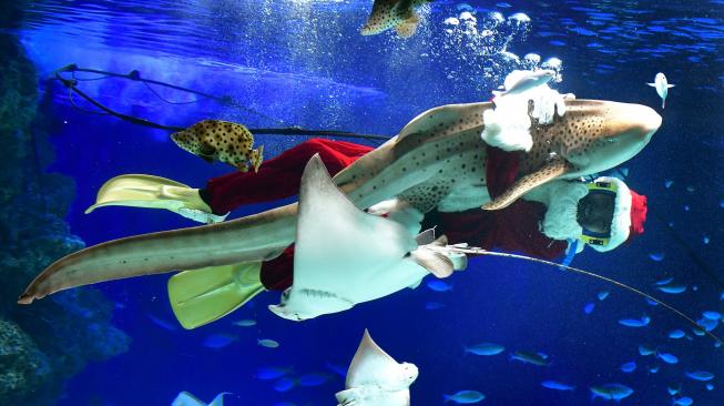 Penyelam berkostum Sinterklas berenang dengan ikan di Sunshine Aquarium di Tokyo, Jepang, Jumat (14/12). [Kazuhiro NOGI / AFP]