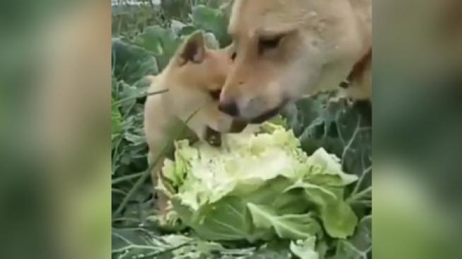 Warganet Pengen Nyanyi Lihat Anjing Ini Lahap Makan Sayur Kol...