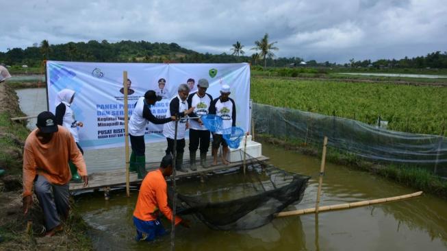 Cegah Alih Fungsi Lahan, KKP Dorong Minapadi Air Payau Padi Udang